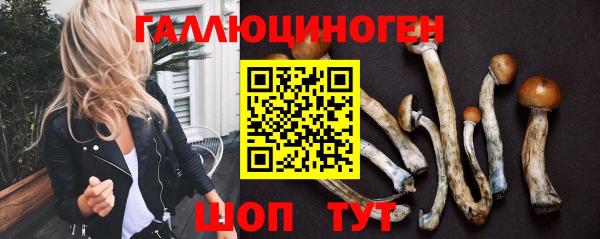 Псилоцибиновые грибы Psilocybe Кисловодск